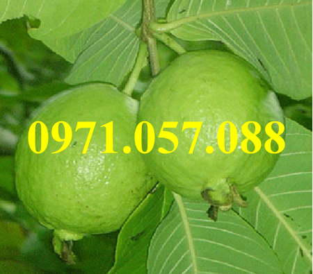 GIỐNG CÂY ỔI BỐN MÙA